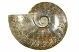 Polished Ammonite (Cleoniceras) Fossil - Madagascar #283418-1